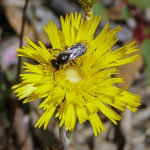 Podolepis jaceoides