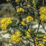 Pomaderris andromedifolia, Image Alan Fairley