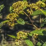 Pomaderris elliptica, image Alan Fairley