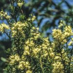 Pomaderris phylicifolia var ericoides ,image Alan Fairley