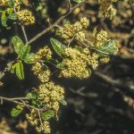 Pomaderris prunifolia, image Alan Fairley