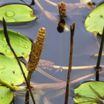 Potamogeton tricarinatus