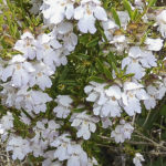 Prostanthera 'Poorinda Ballerina' plant and flowers