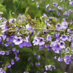 Prostanthera 'Ragged Robin'