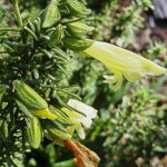 Prostanthera aspalathoides