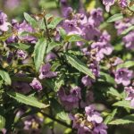 Prostanthera caerulea, image Alan Fairley 