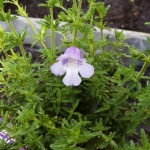 Prostanthera cryptandroides, image Warren and Gloria Sheather
