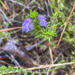 Prostanthera densa, image H Miles