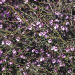 Prostanthera denticulata, image Alan Fairley 