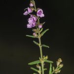 Prostanthera hirtula, image Alan Fairley