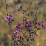 Prostanthera howelliae, image Alan Fairley