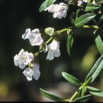 Prostanthera linearis, image Alan Fairley 