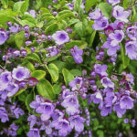 Prostanthera melissifolia