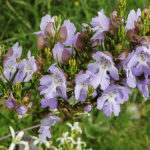 Prostanthera nivea var induta