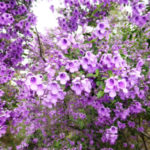 Prostanthera ovalifolia, image Warren and Gloria Sheather
