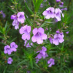 Prostanthera phylicifolia flower
