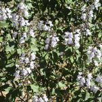 Prostanthera prunelloides, image Alan Fairley 