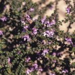 Prostanthera rhombea, image Alan Fairley 