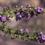 Prostanthera rugosa, image Alan Fairley 