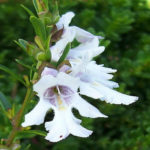 Prostanthera saxicola