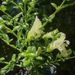 Prostanthera serpyllifolia