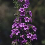 Prostanthera stenophylla, image Alan Fairley 