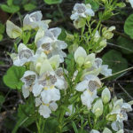 Prostanthera striatiflora flowers