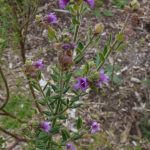 Prostanthera stricta, image Alan Fairley 