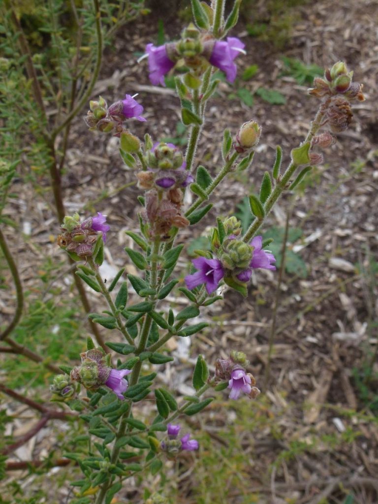 Prostanthera stricta | Australian Plants Society