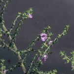 Prostanthera violacea, image Alan Fairley 