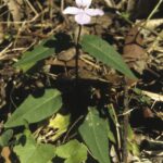Pseuderanthemum variabile, image Alan Fairley
