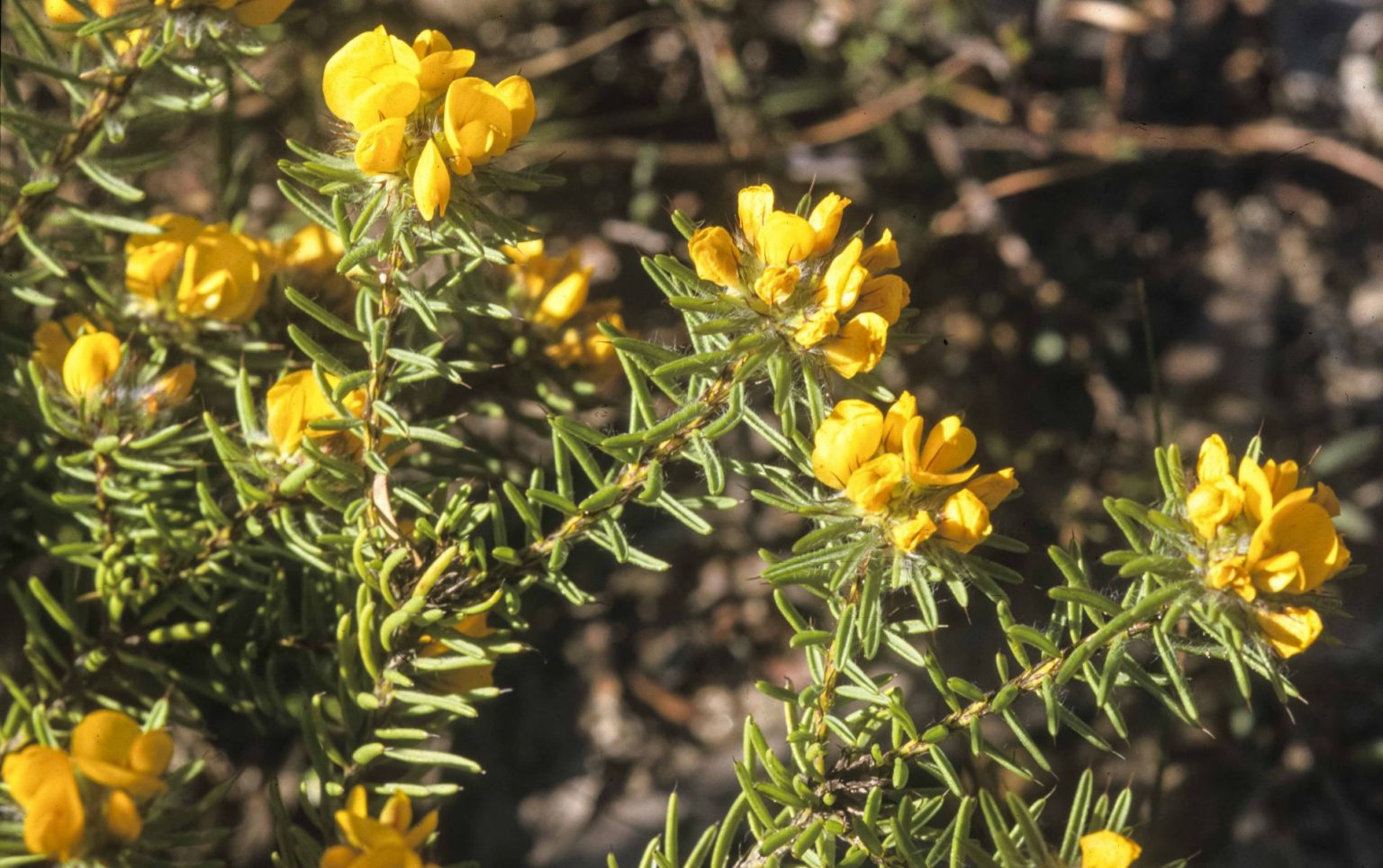 Pultenaea Aristata Australian Plants Society pultenaea-aristata-australian-plants-society