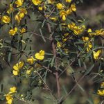 Pultenaea blakelyi, image Alan Fairley 