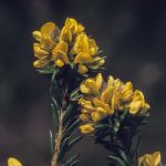 Pultenaea canescens, image Alan Fairley 