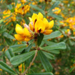 Pultenaea daphnoides closeup of flower, image Dan Clarke