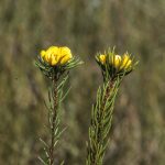 Pultenaea divaricata, image Alan Fairley 