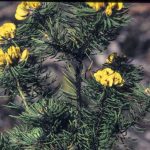 Pultenaea echinula, image Alan Fairley 
