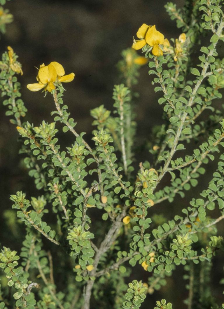 Pultenaea ferruginea | Australian Plants Society