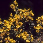 Pultenaea flexilis, image Alan Fairley 