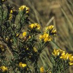 Pultenaea glabra, image Alan Fairley 