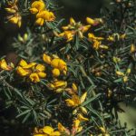 Pultenaea hispidula, image Alan Fairley 