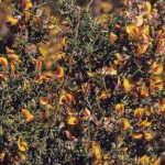 Pultenaea microphylla (Image: Alan Fairley) 