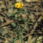 Pultenaea paleacea, image Alan Fairley 