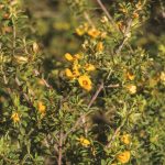 Pultenaea parviflora, image Alan Fairley 