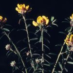 Pultenaea polifolia, image Alan Fairley 