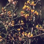 Pultenaea retusa, image Alan Fairley 