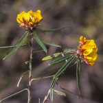 Pultenaea rosmarinifolia, image Alan Fairley 