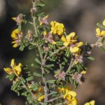 Pultenaea scabra, image Alan Fairley 