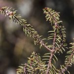 Pultenaea aculeata, image Alan Fairley 