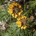 Pultenaea stipularis, image Alan Fairley 